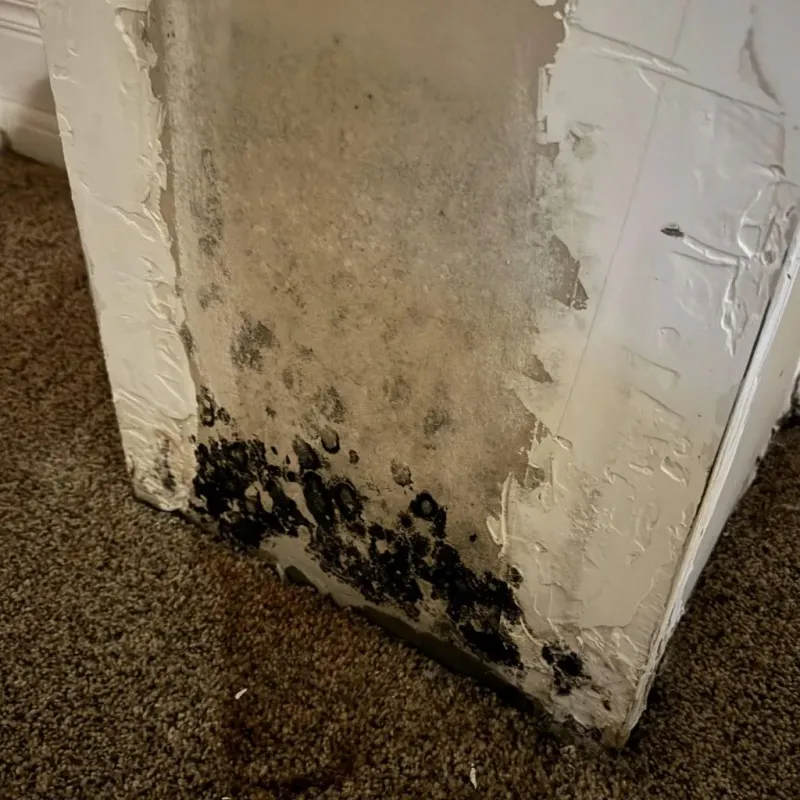 Professional Mold Removal in Lucas, TX